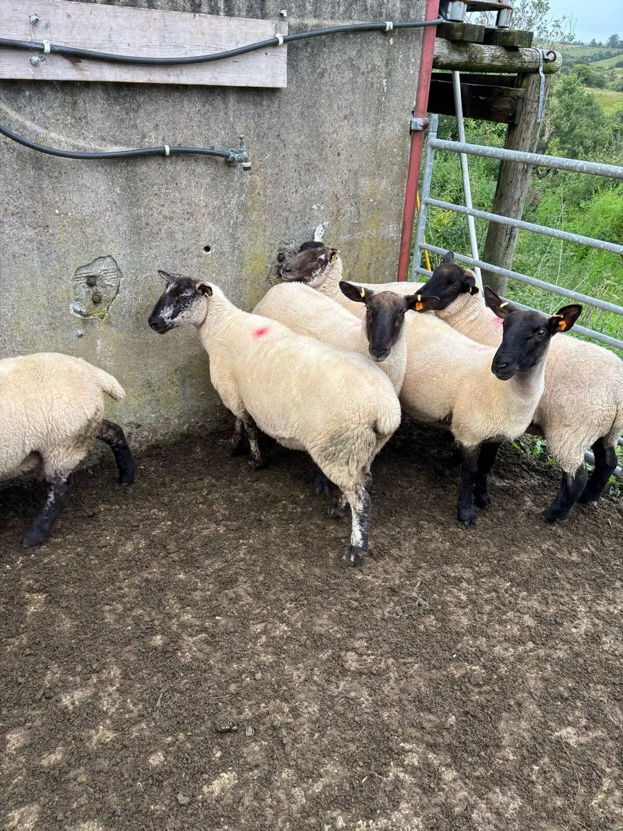 Suffolk Hoggets - Image 4