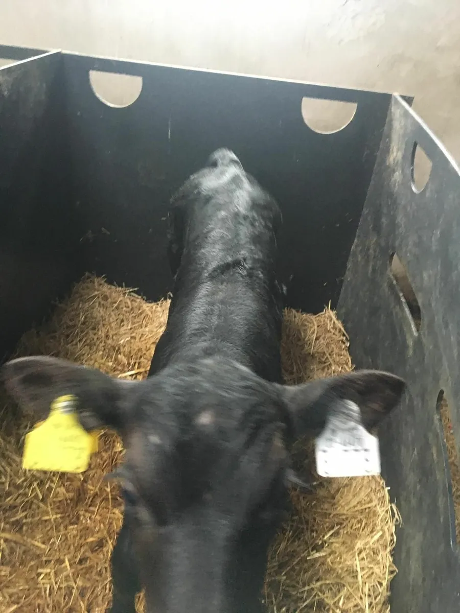 Aberdeen Angus Bull Calf - Image 1