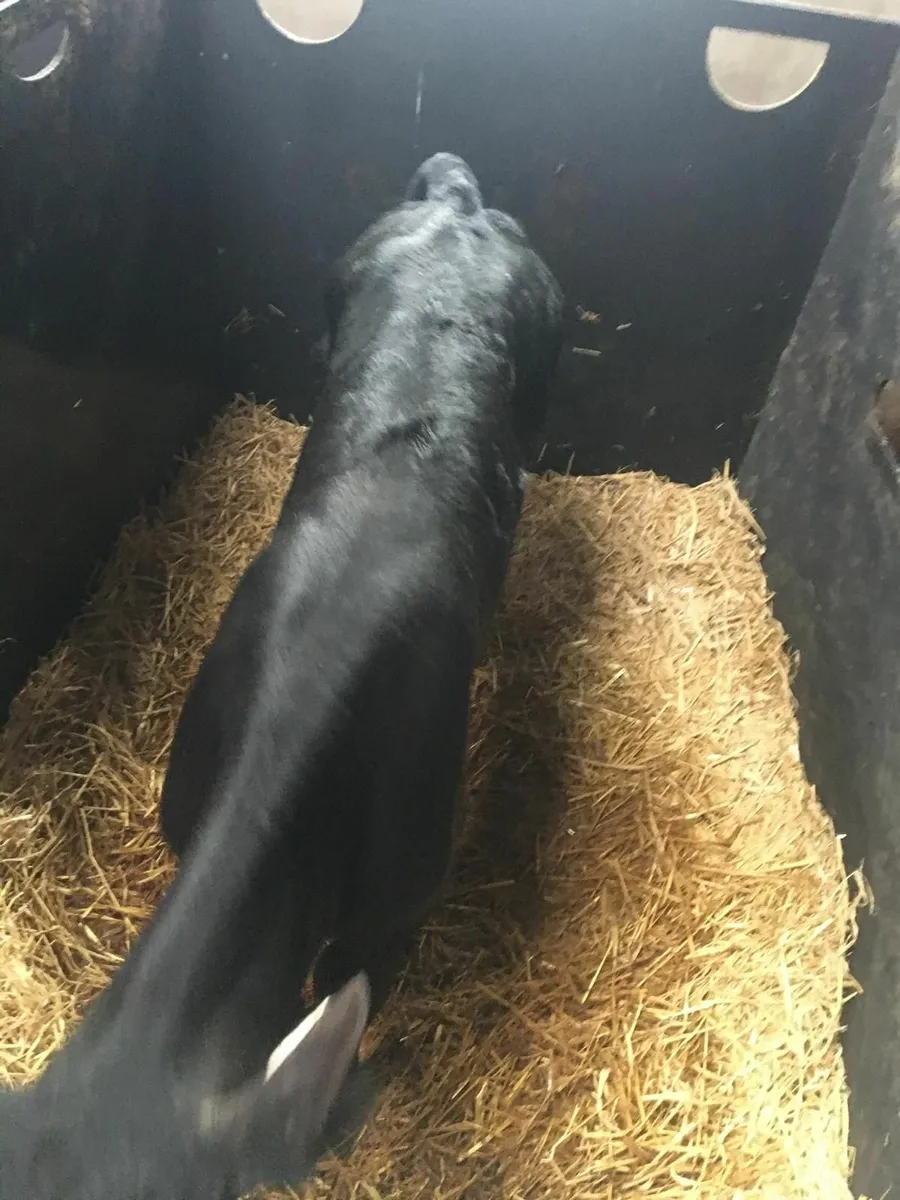 Aberdeen Angus Bull Calf - Image 2