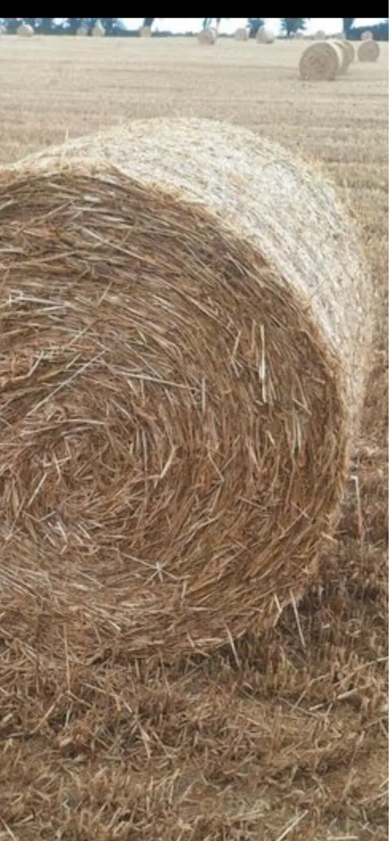 Wheat straw Chopped and not chopped - Image 1