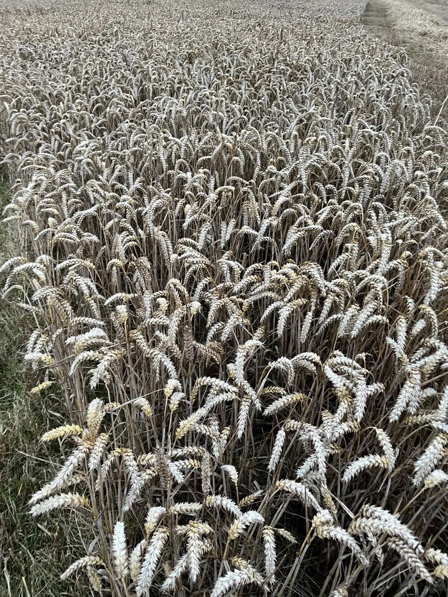 Wheat straw Chopped and not chopped - Image 2