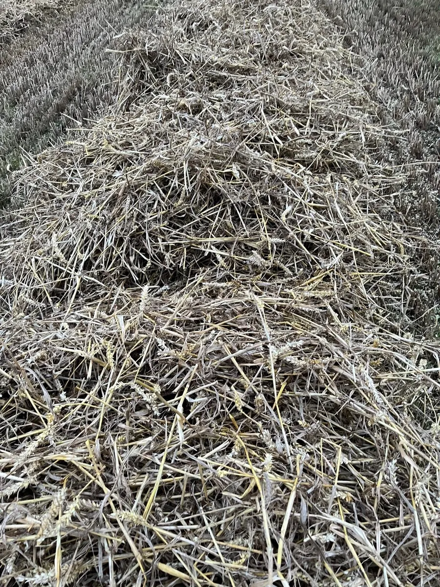 Wheat straw Chopped and not chopped - Image 3