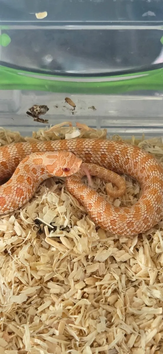 Hognose Snakes - Image 1