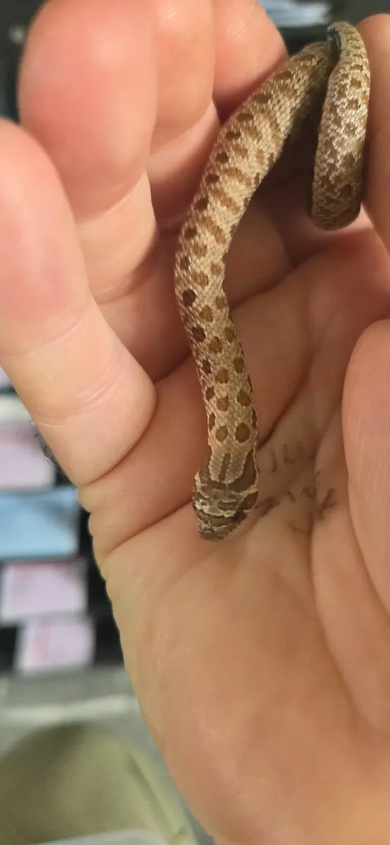 Hognose Snakes - Image 2