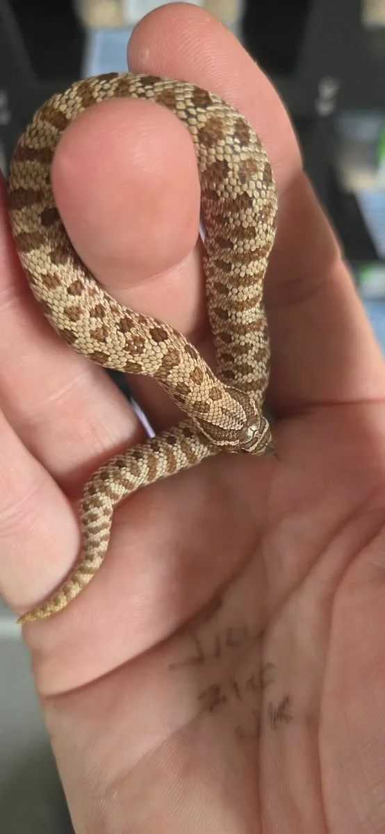 Hognose Snakes - Image 3