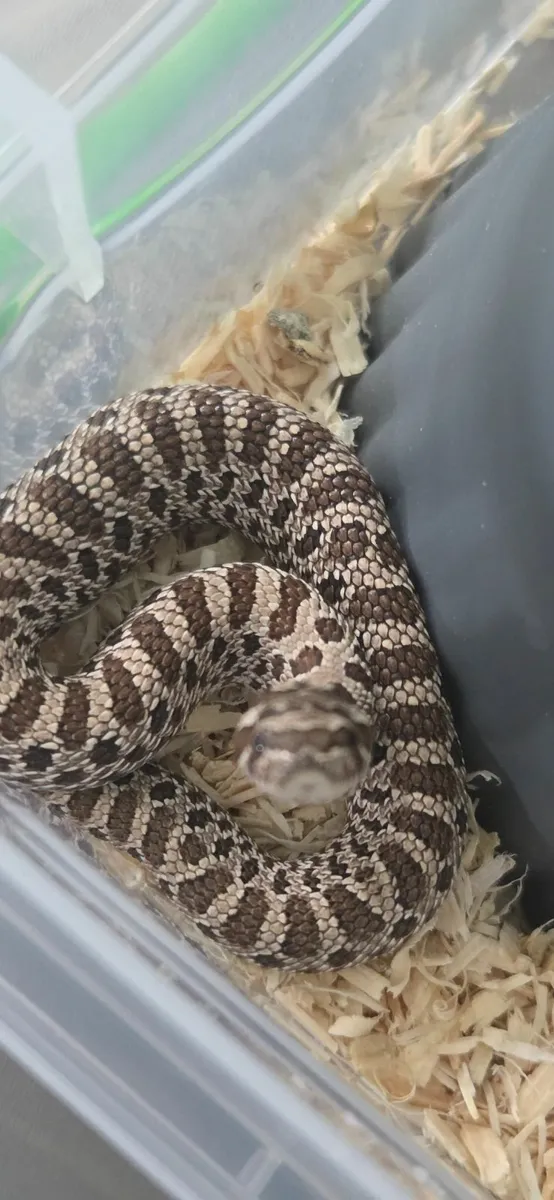 Hognose Snakes - Image 4