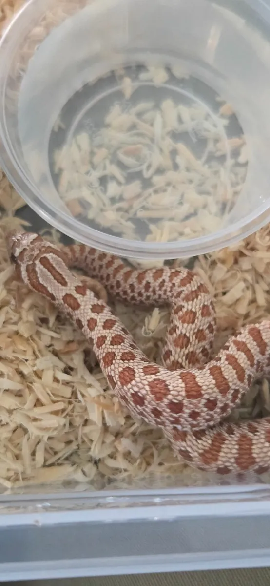 Hognose Snakes - Image 4