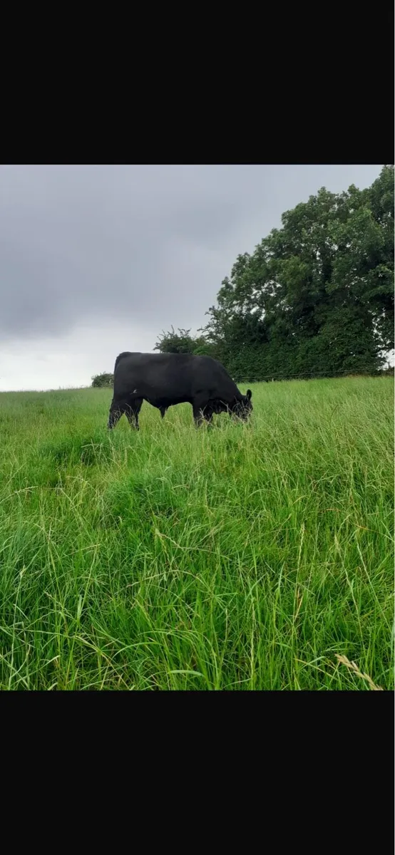PUREBRED ANGUS BULL - Image 1