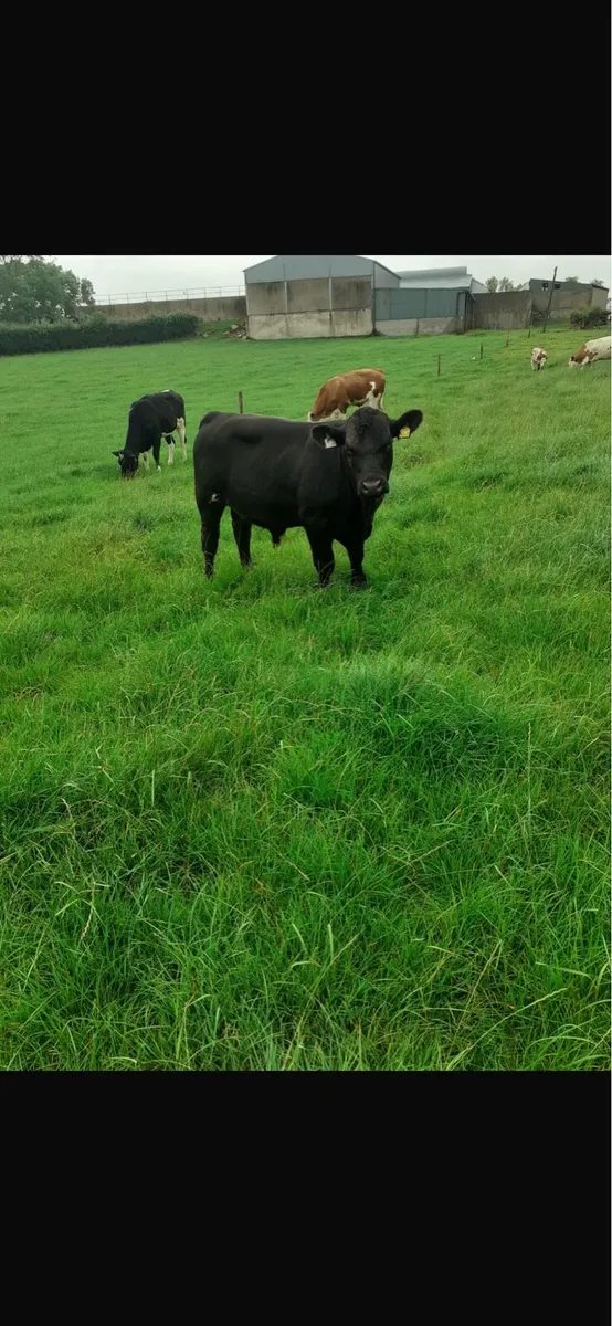 PUREBRED ANGUS BULL - Image 2