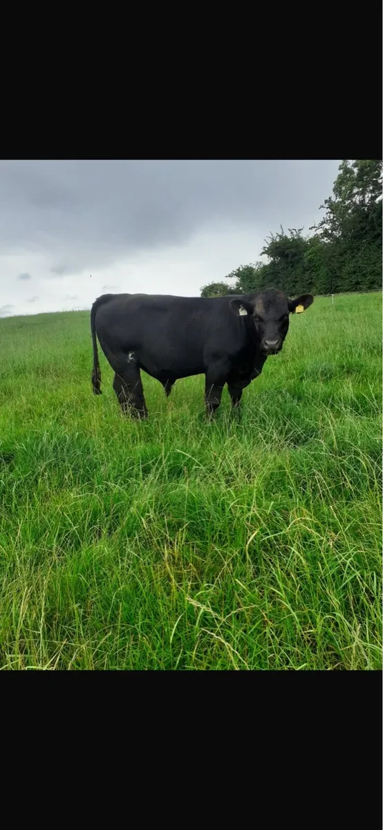 PUREBRED ANGUS BULL - Image 3