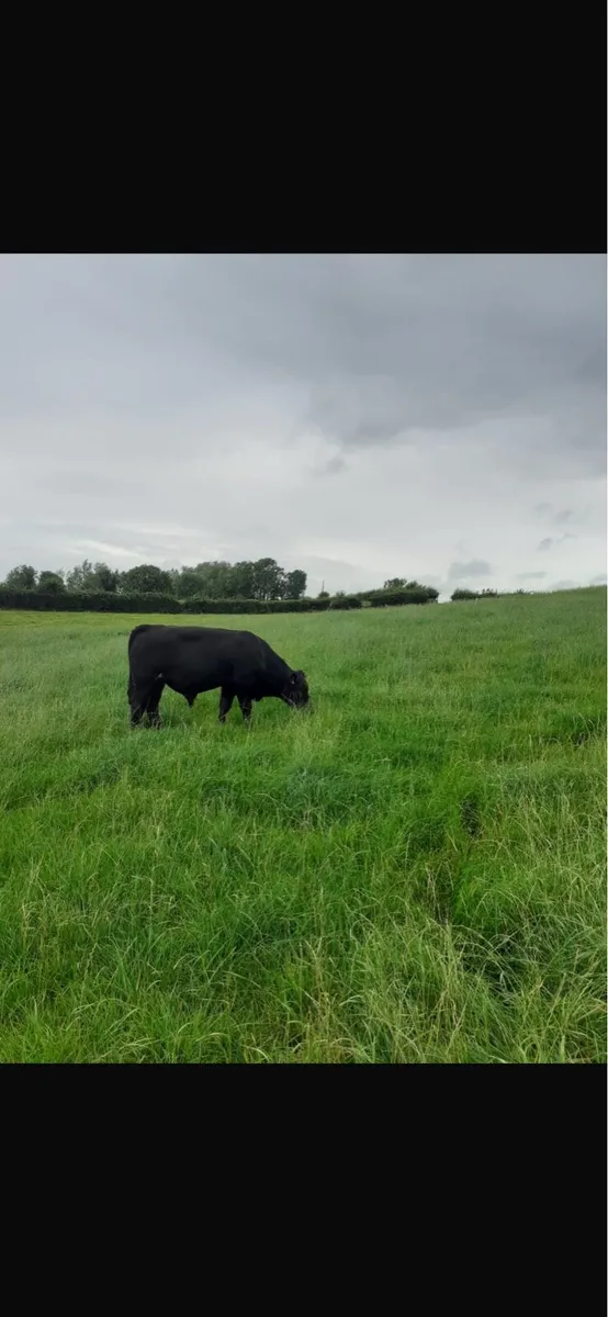PUREBRED ANGUS BULL - Image 4