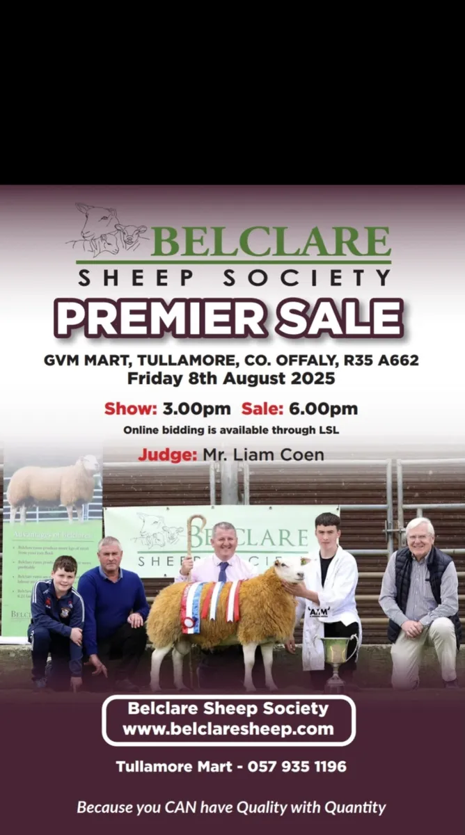 💥 Belclare Premier Sale in Tullamore💥 Ram Hogget - Image 1