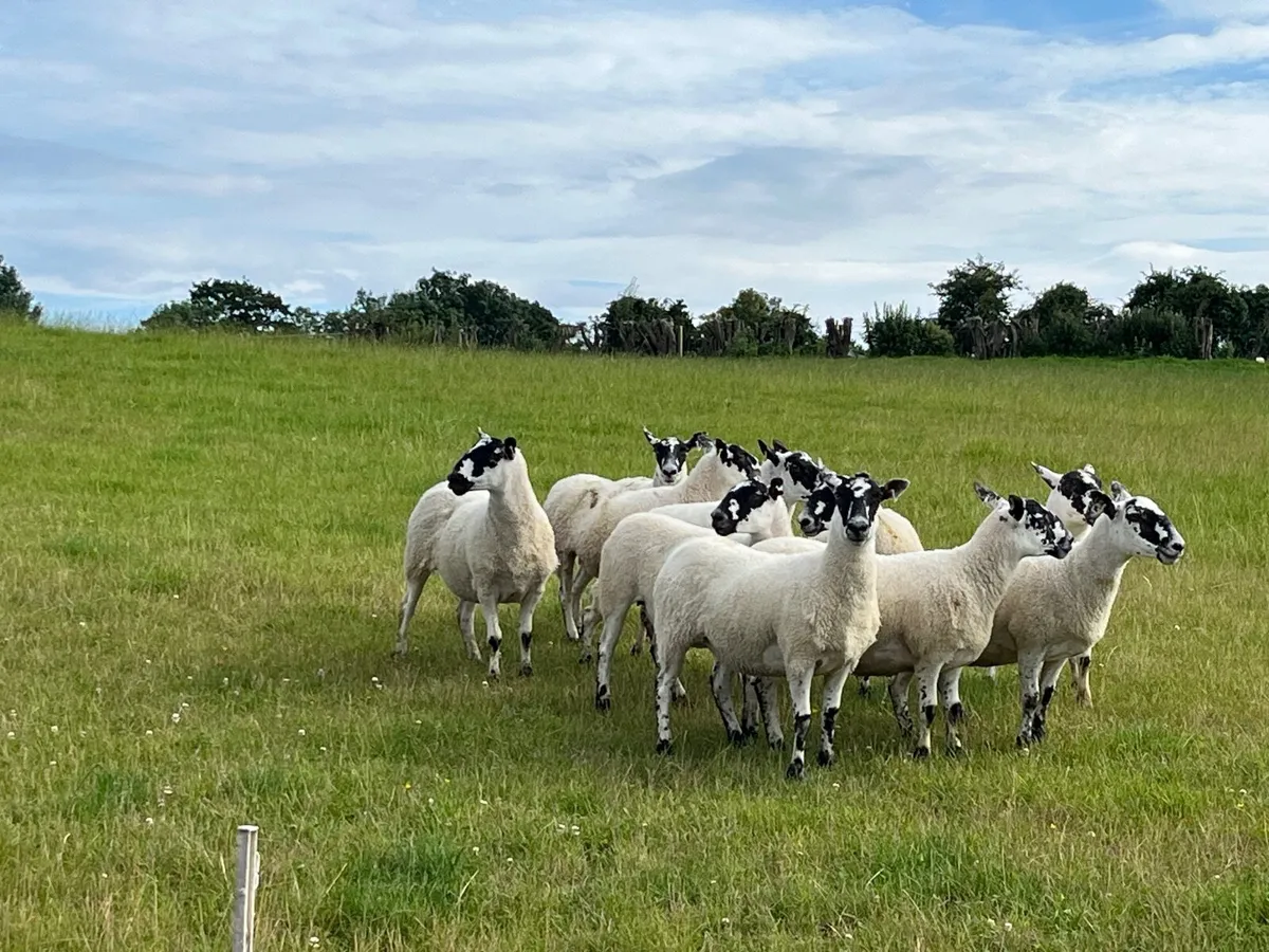Mule hoggets - Image 1