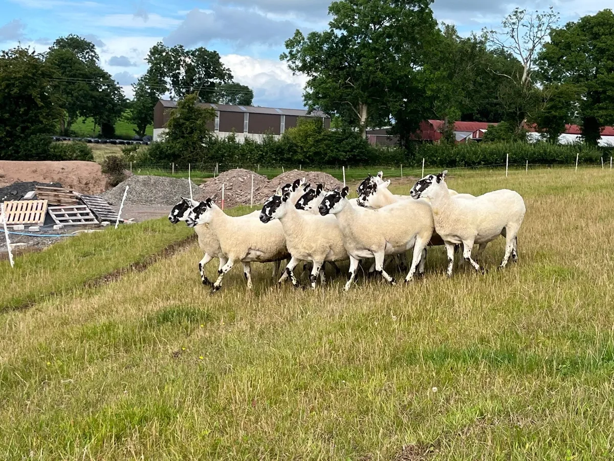Mule hoggets - Image 2