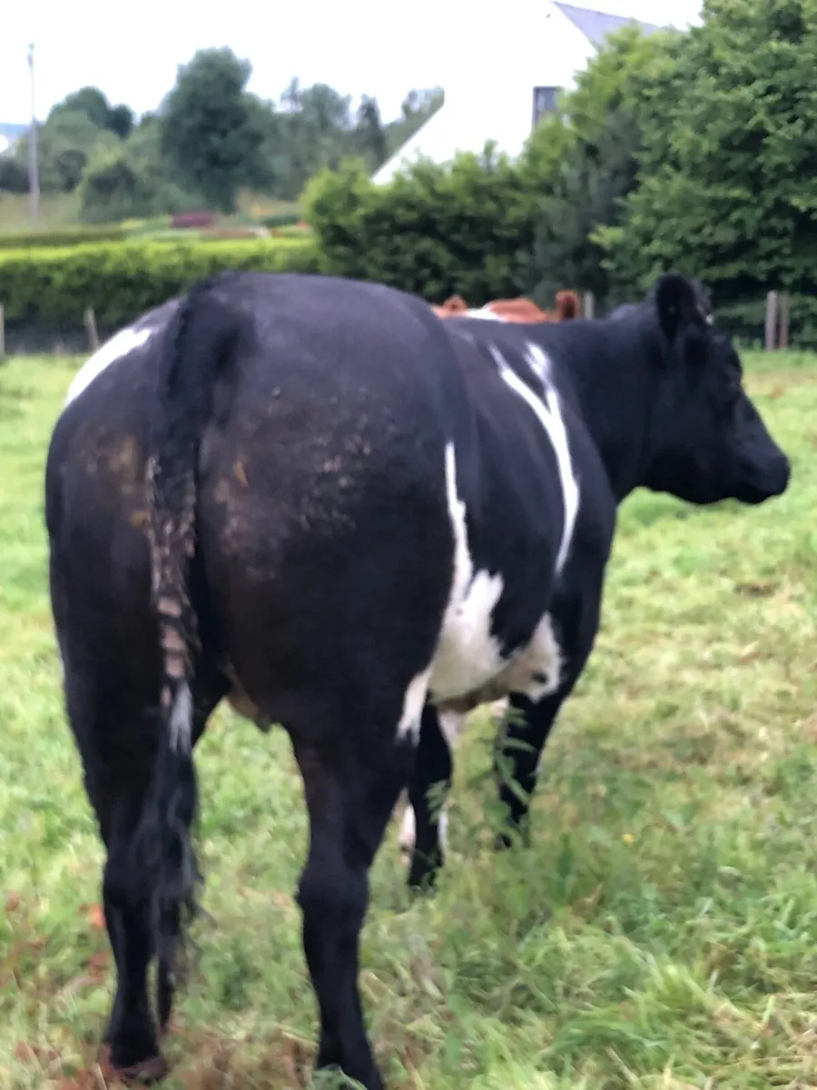 Super bbx heifer Dowra sathurday - Image 2