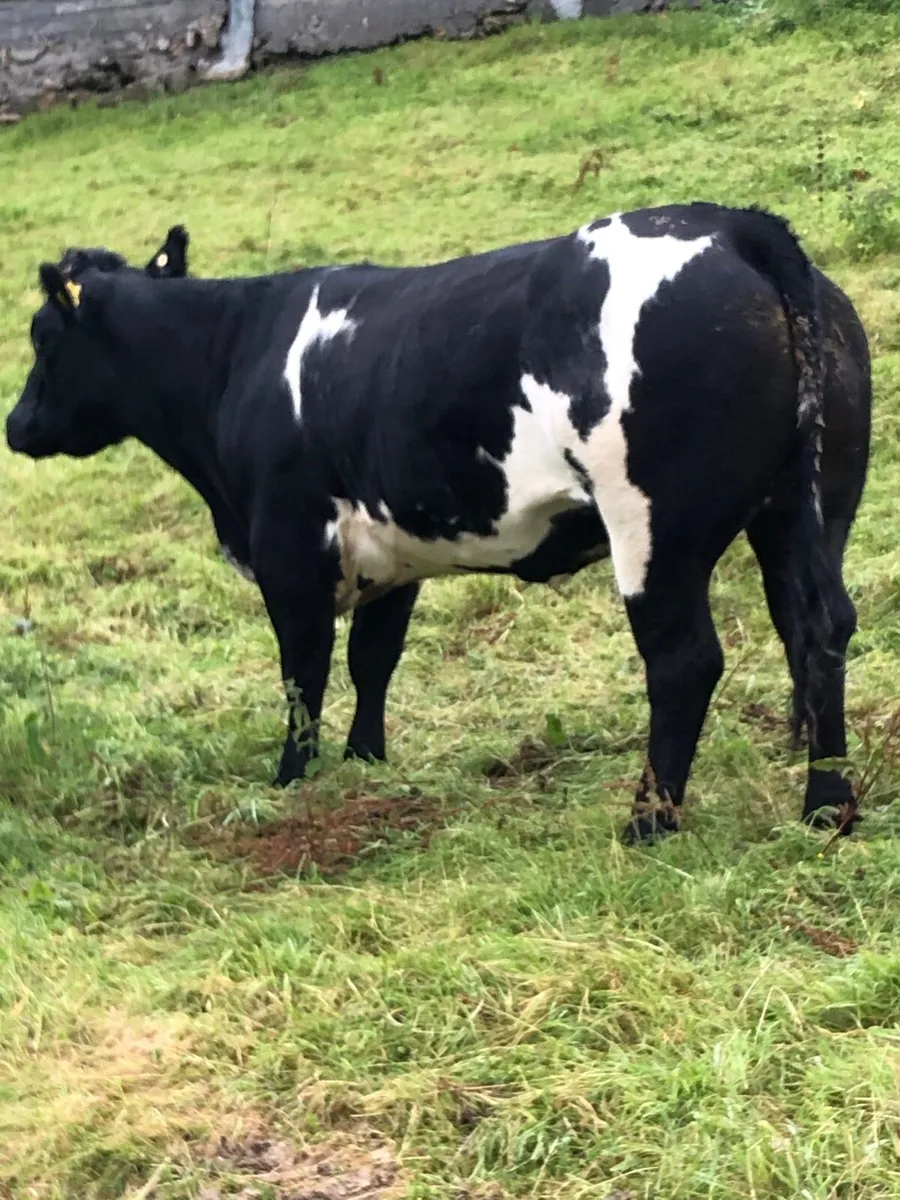 Super bbx heifer Dowra sathurday - Image 3