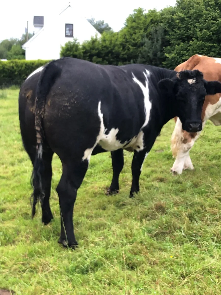 Super bbx heifer Dowra sathurday - Image 1