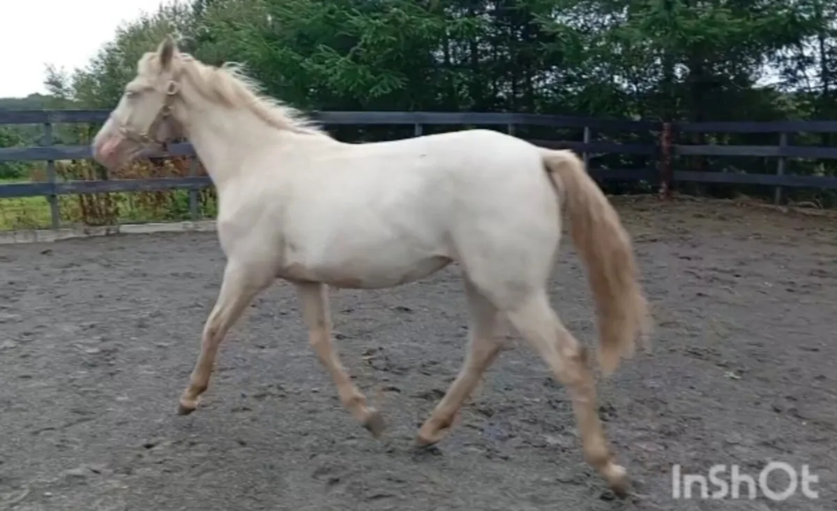 Yearling Cream Connemara Filly - Image 1