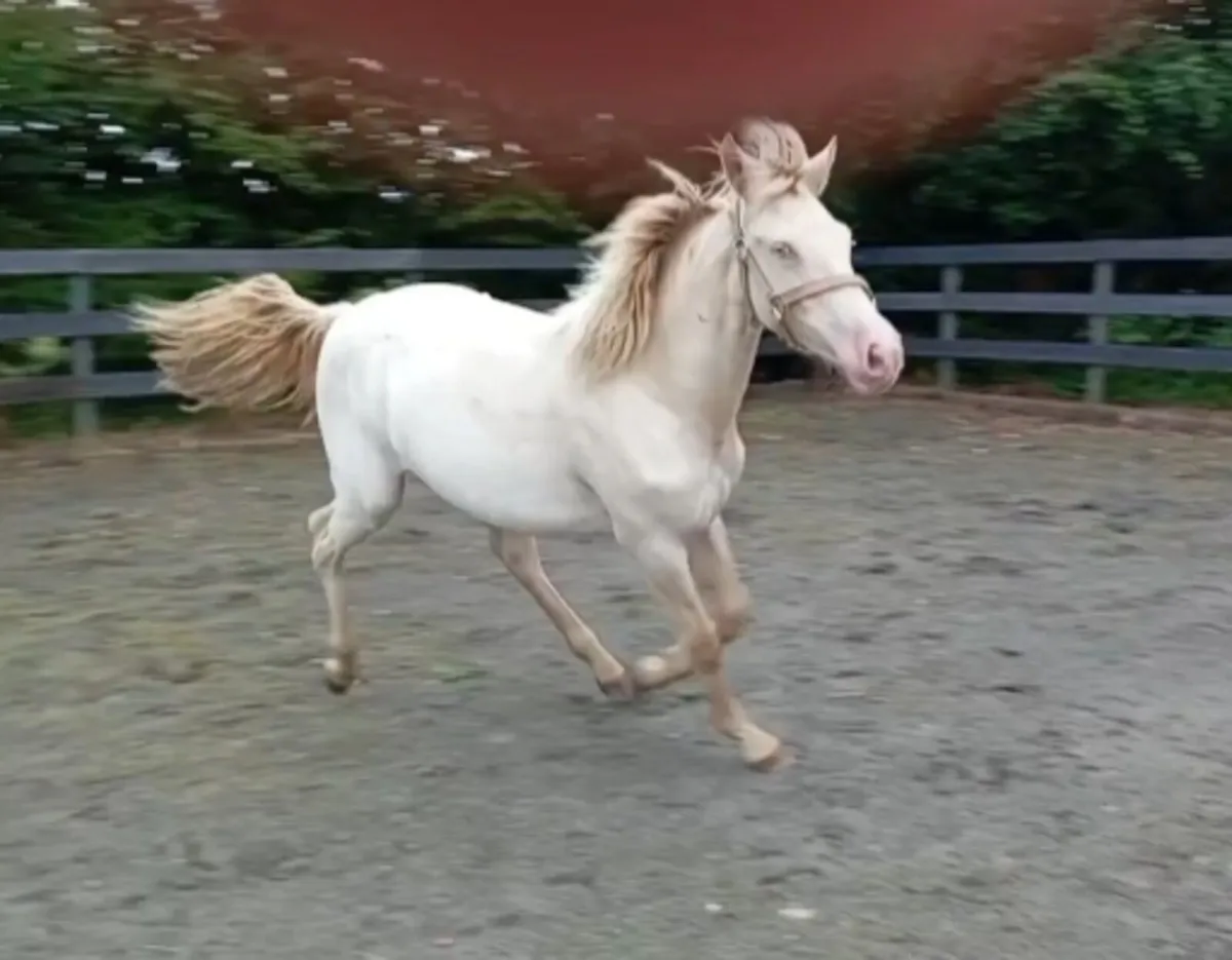 Yearling Cream Connemara Filly - Image 2