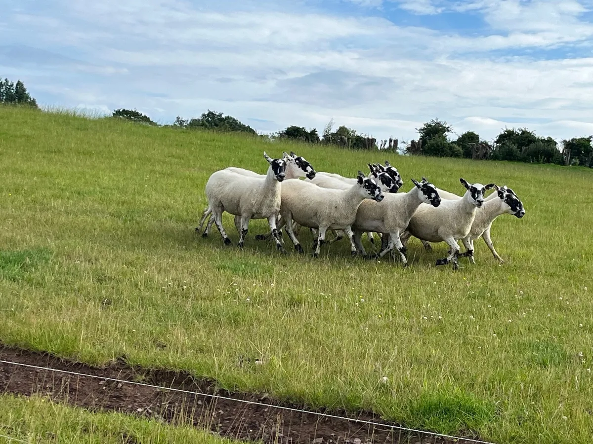 Mule hoggets - Image 3