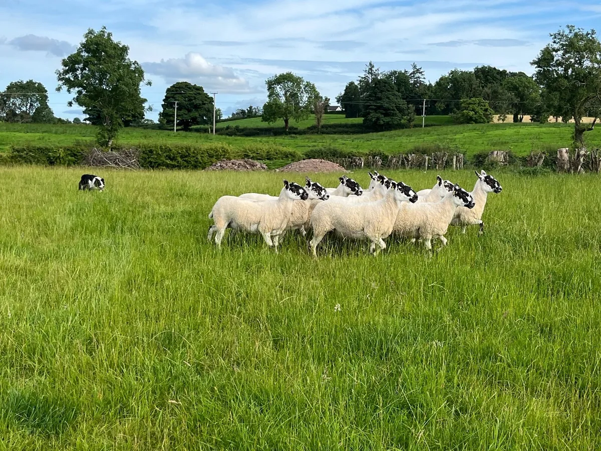 Mule hoggets - Image 4