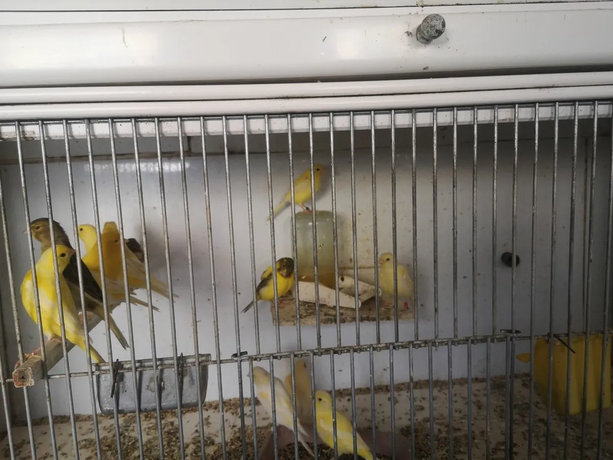 Birds - Image 2