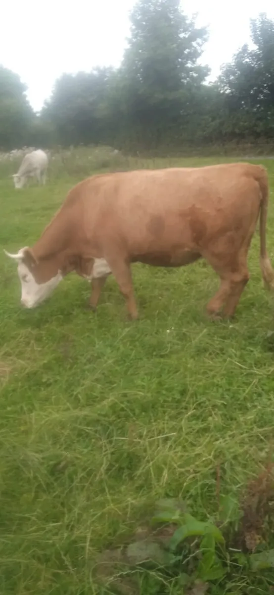 In Calf Heifer 3yo - Image 1