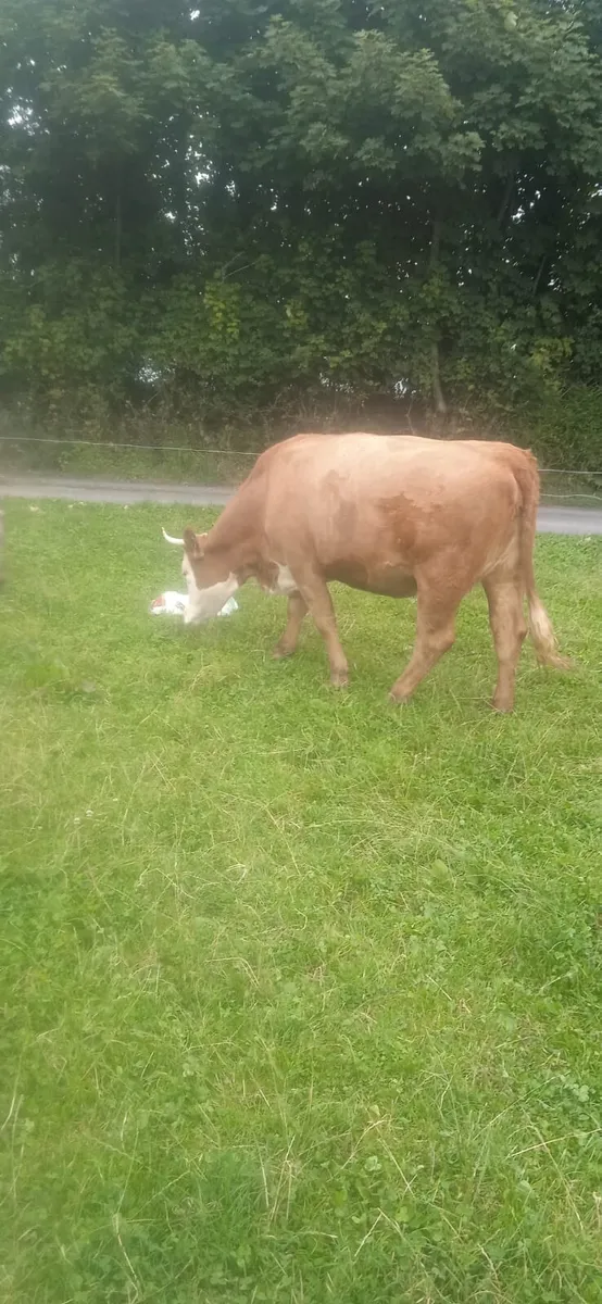 In Calf Heifer 3yo - Image 2