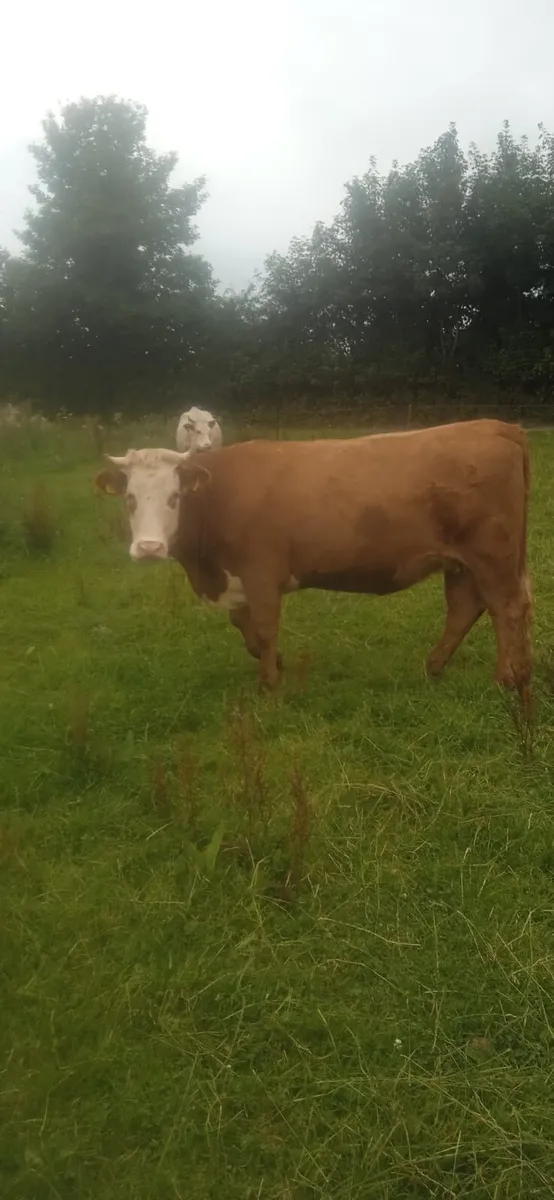 In Calf Heifer 3yo - Image 3