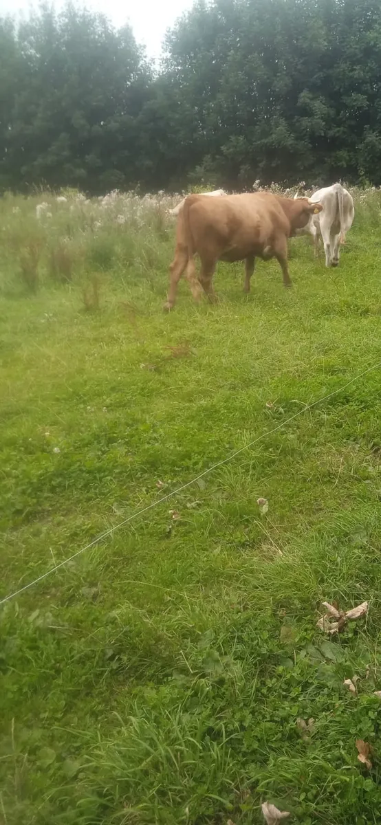In Calf Heifer 3yo - Image 4