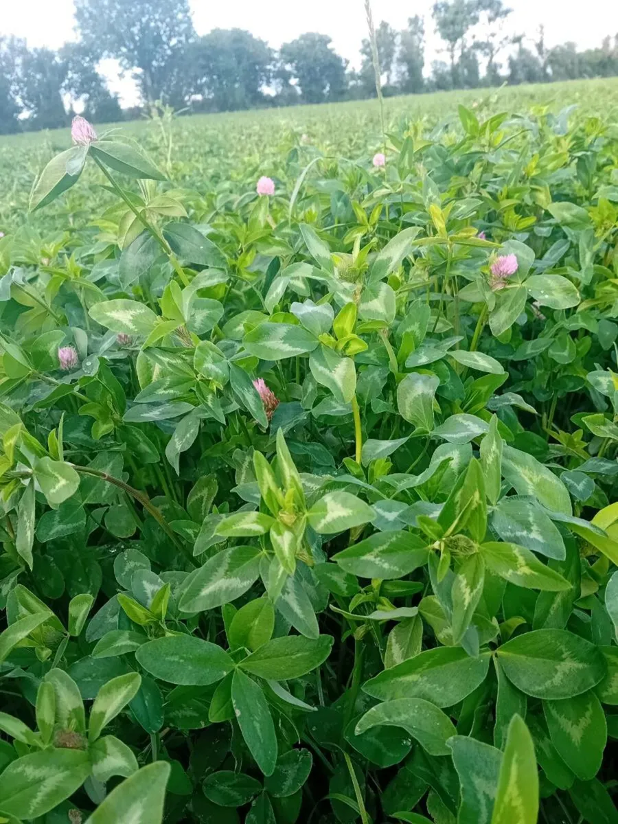 Red clover silage