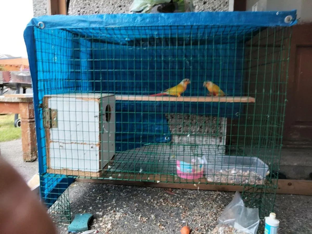 Parrot - Image 1