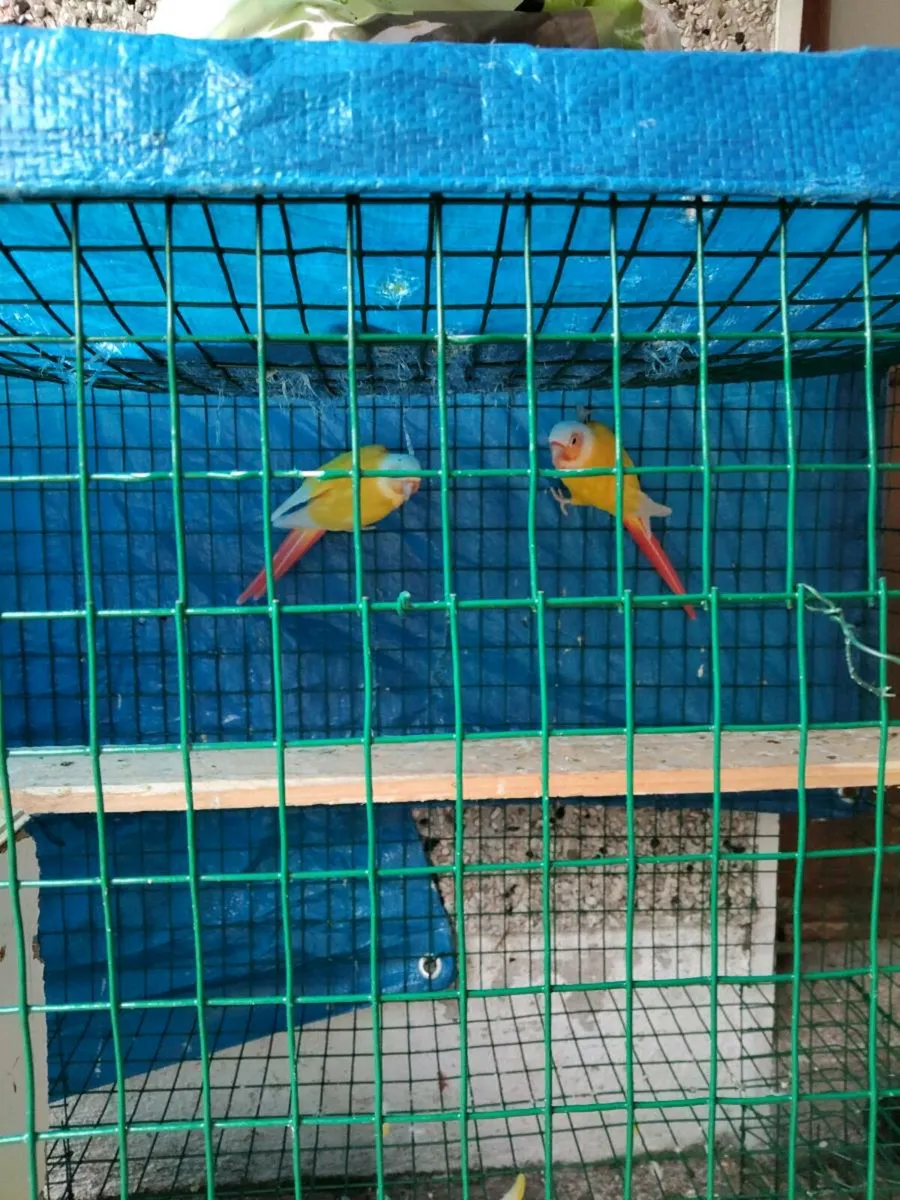 Parrot - Image 2