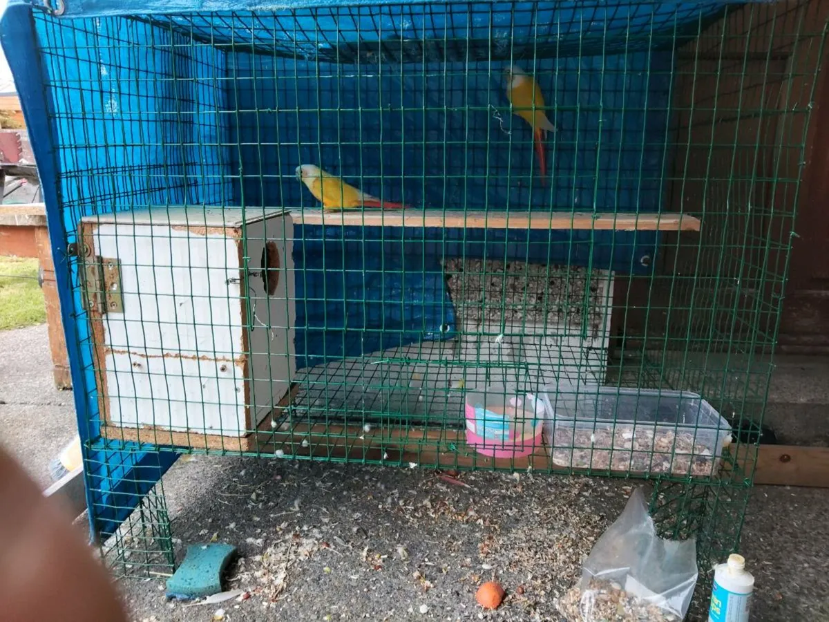 Parrot - Image 3