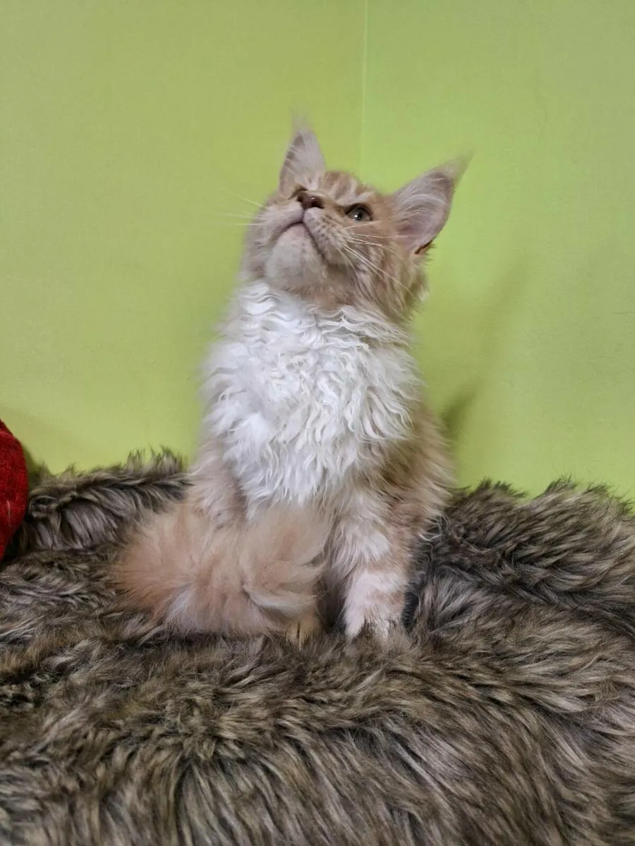 Registered Maine coon kittens - Image 2