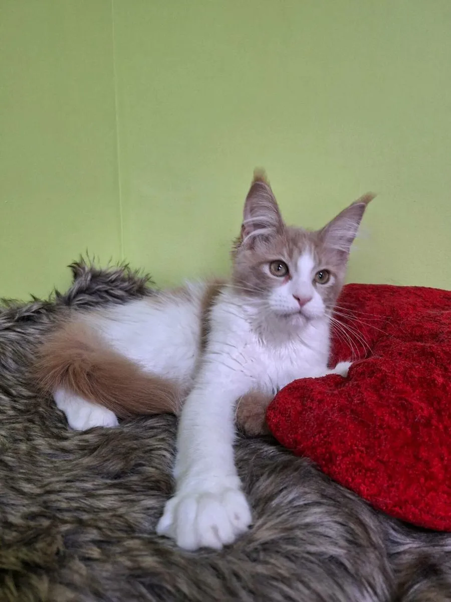 Registered Maine coon kittens - Image 4