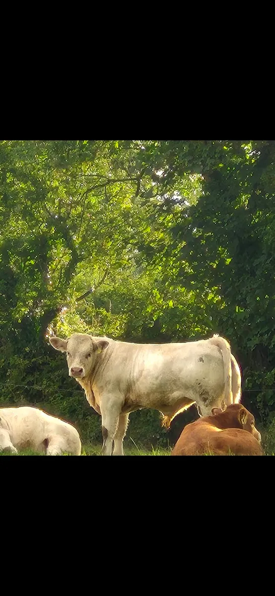 Blue, charolais and Limousin weanling bulls - Image 3