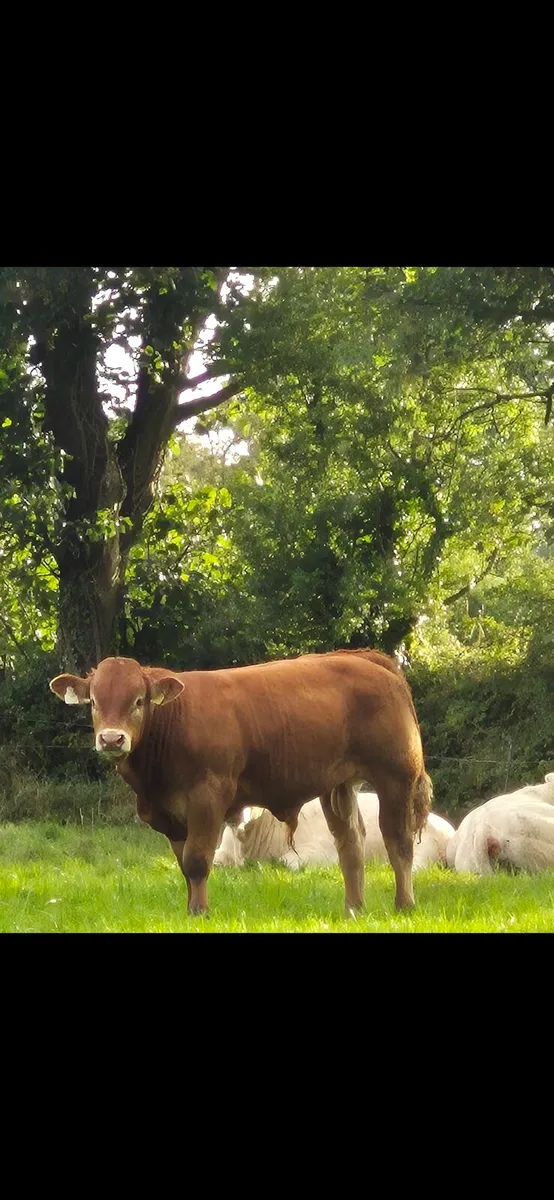 Blue, charolais and Limousin weanling bulls - Image 4