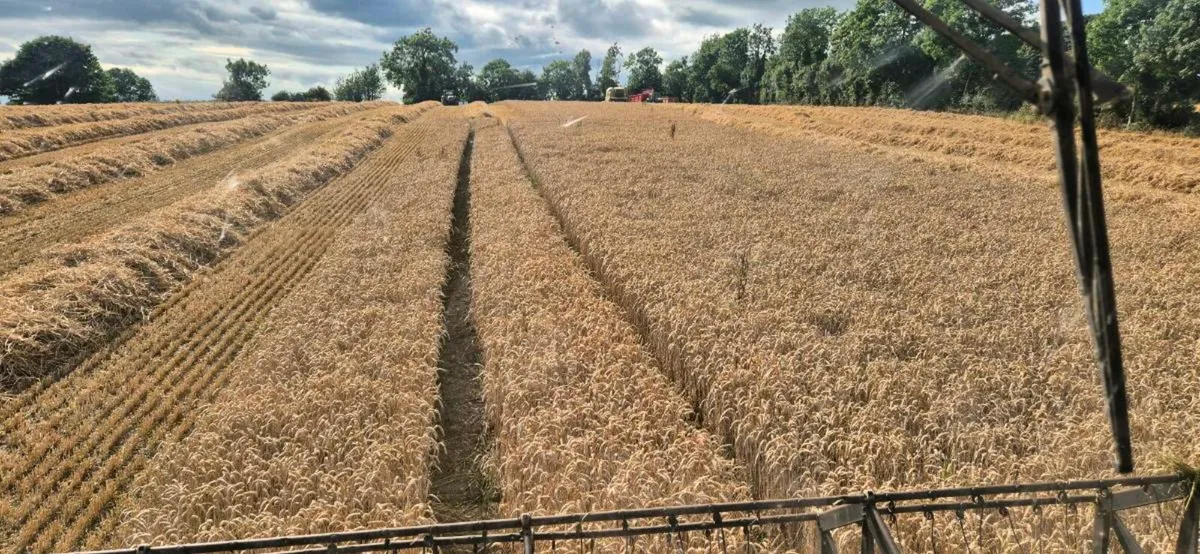 Silage and straw - Image 2