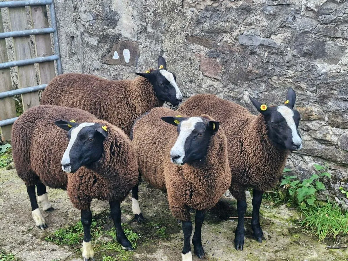 Zwartbles ram lambs PR - Image 1