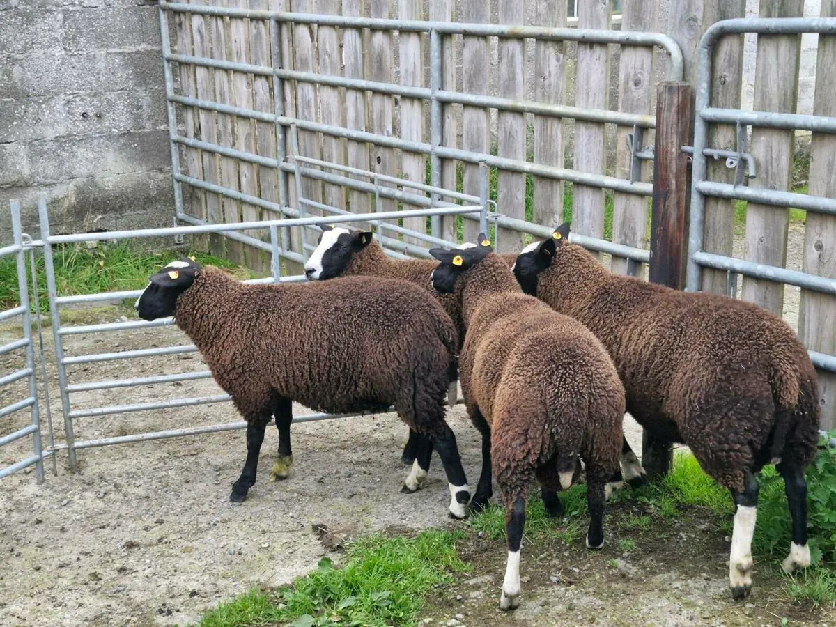 Zwartbles ram lambs PR - Image 2
