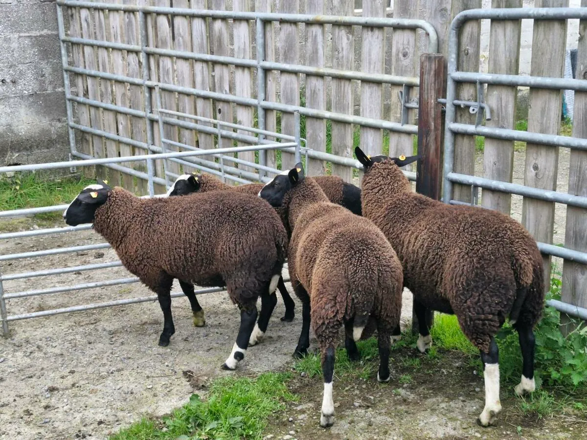 Zwartbles ram lambs PR - Image 3