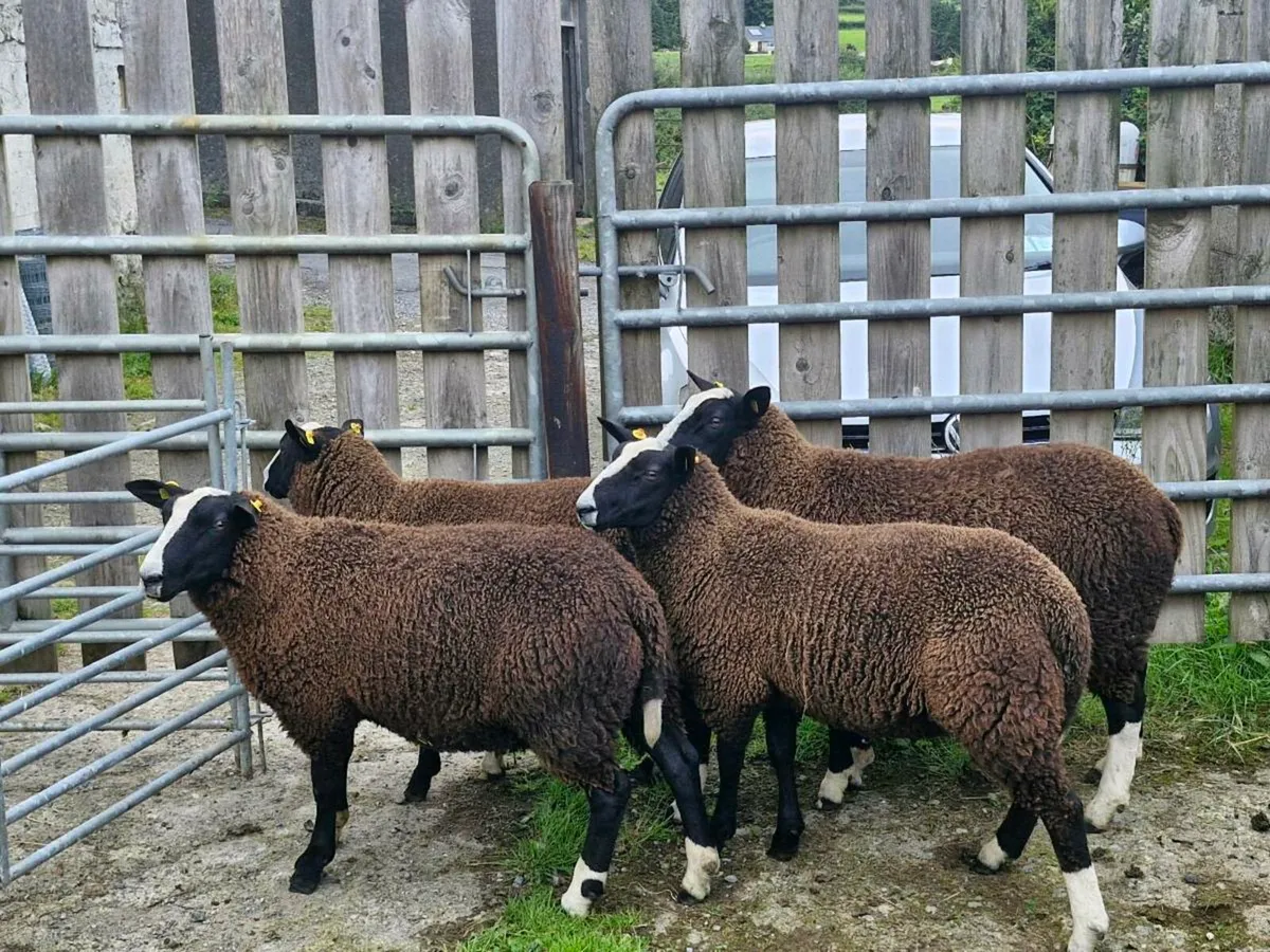 Zwartbles ram lambs PR - Image 4