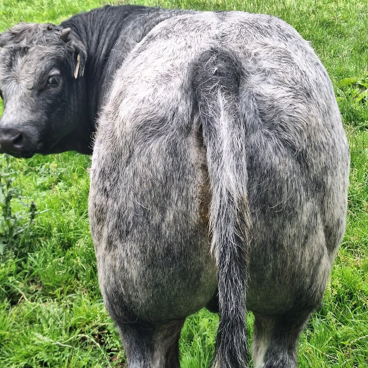 Weanlings for Sale Ballina Mart Tuesday 5th August - Image 2