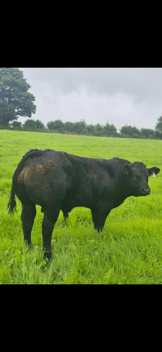 Blue, charolais and Limousin weanling bulls - Image 1