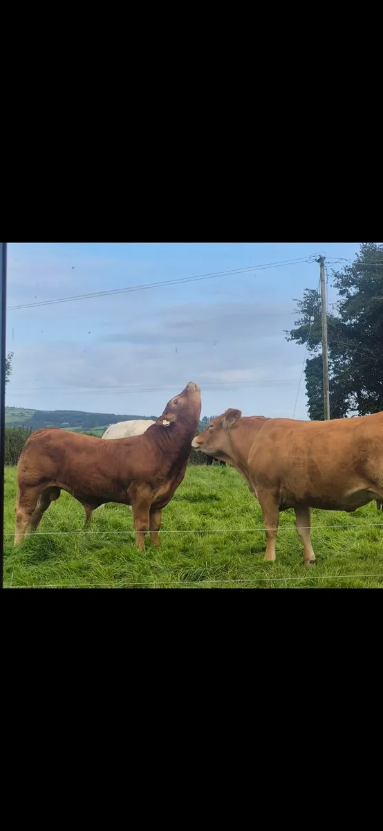 Blue, charolais and Limousin weanling bulls - Image 2
