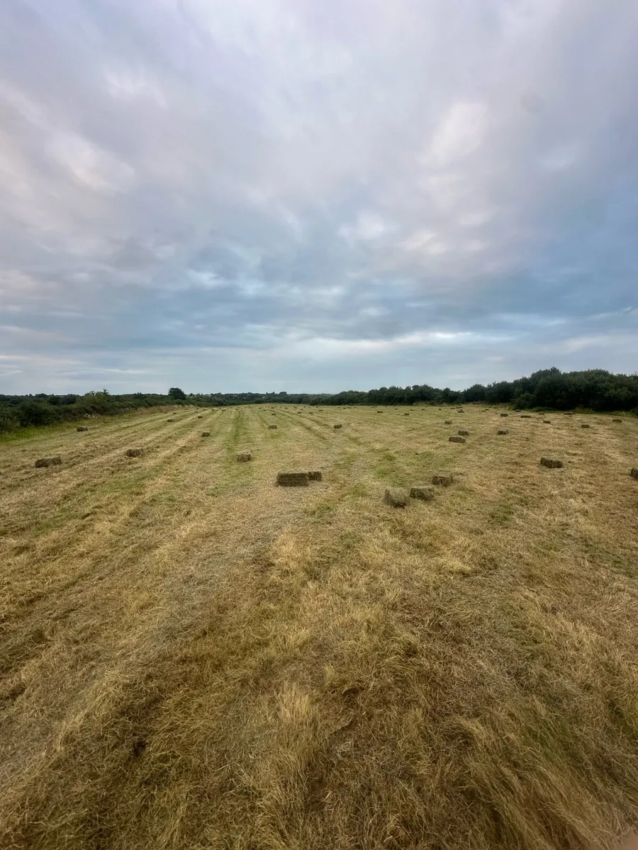 Small square bales hay - Image 1