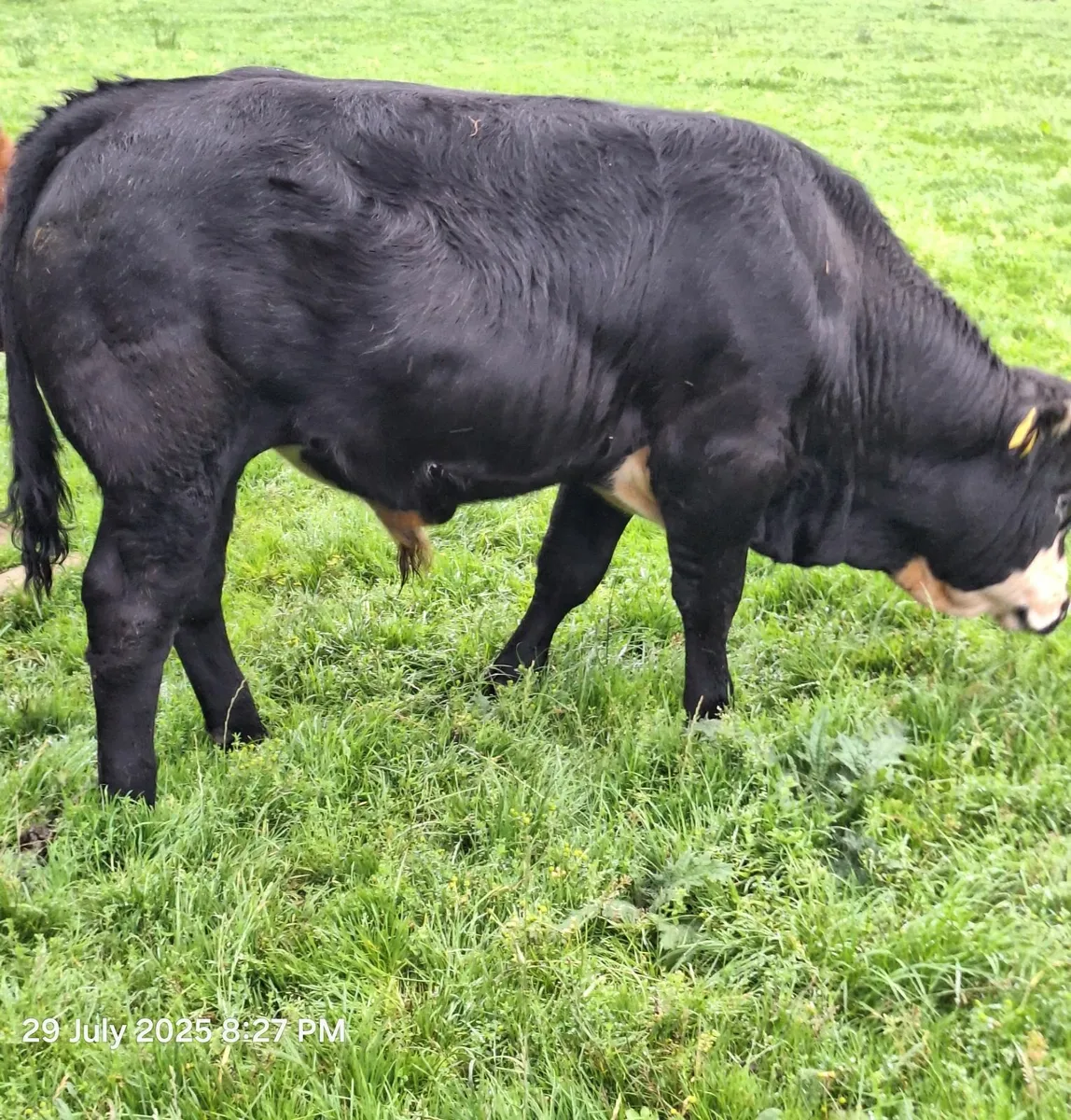 Weanlings for Sale Ballina Mart Tuesday 5th August - Image 4