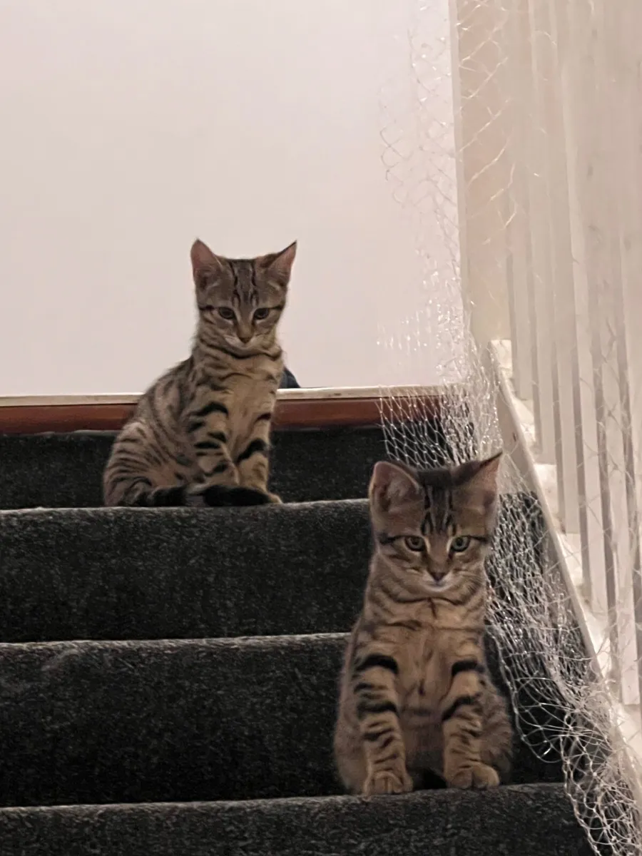 Cats - Image 1