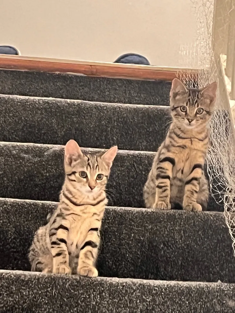 Cats - Image 2